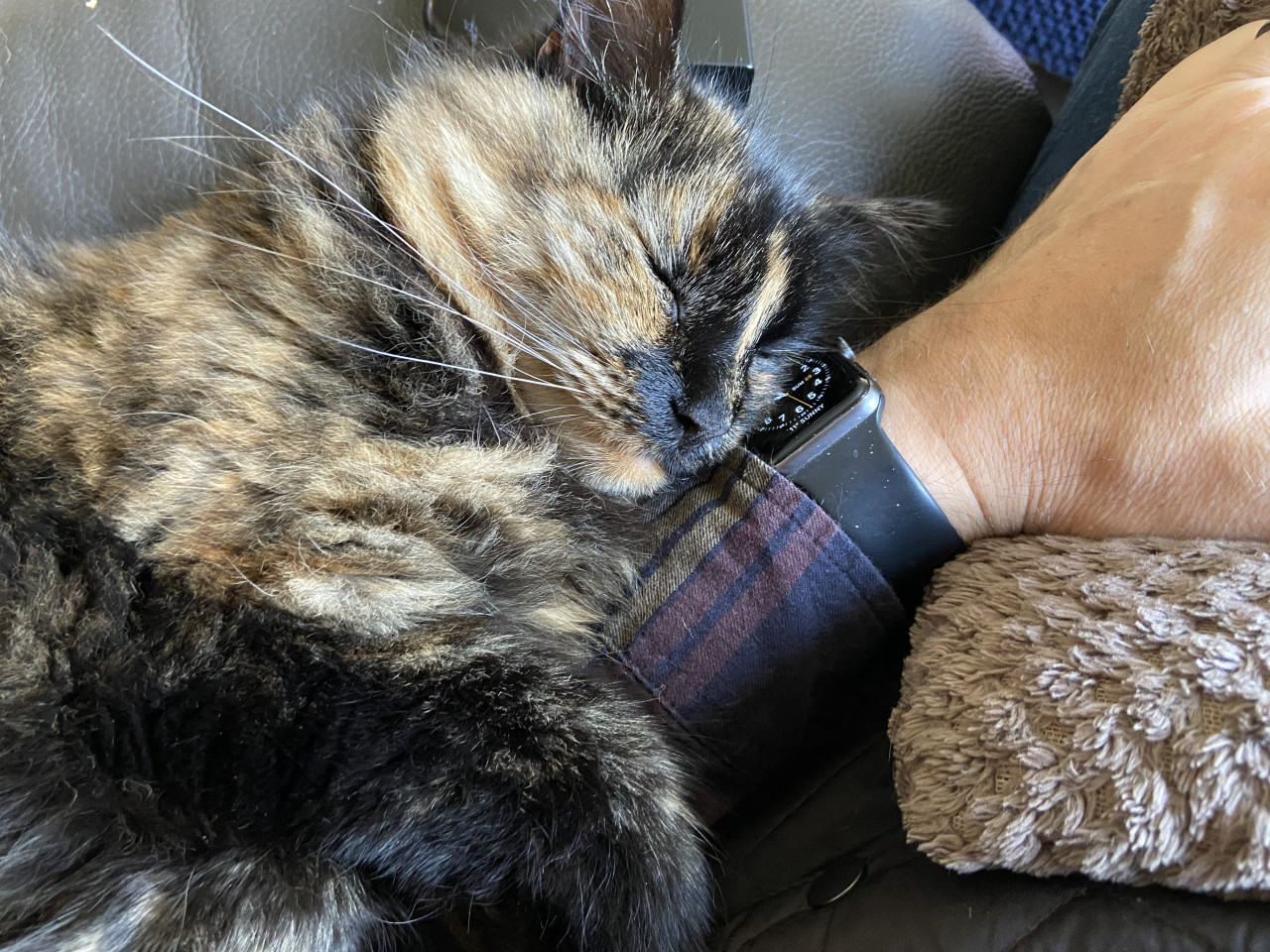 Beebee the cat wrapped around my arm and sleeping.